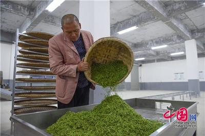 貴陽(yáng)荔波 與春花爭(zhēng)“鮮” 茶農(nóng)搶采“明前茶”